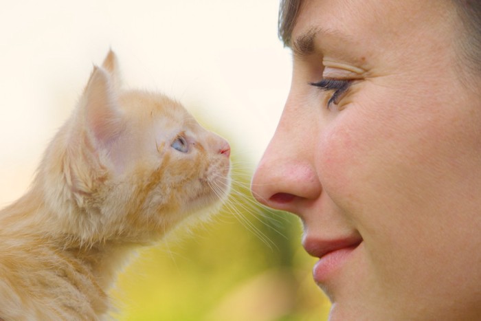 飼い主に鼻を近づける子猫