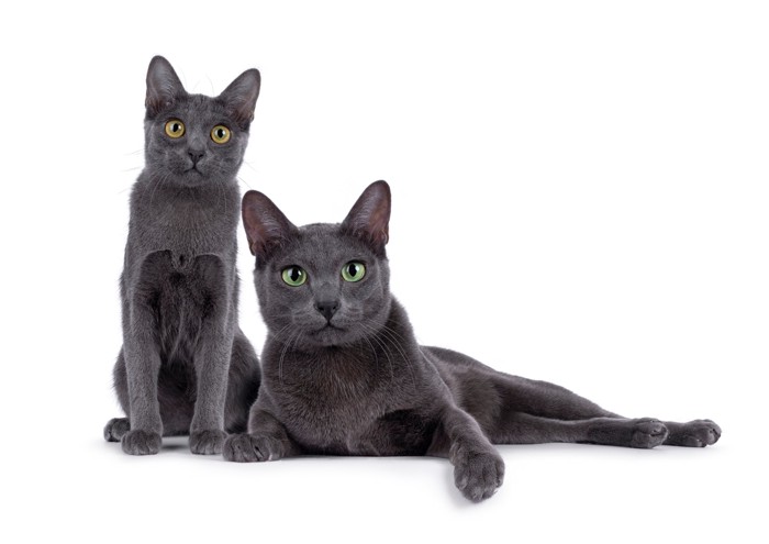 並んで正面を見つめる子猫と成猫のコラット