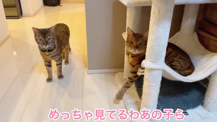 2匹の猫