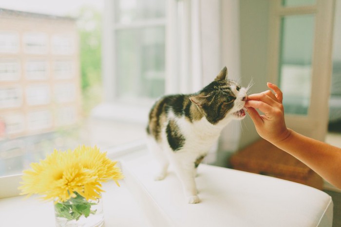 飼い主の手からおやつをもらう猫