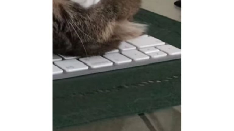 キーボードの上で眠る猫