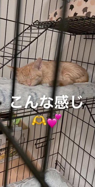 寝ている猫