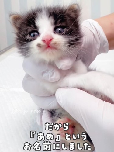 手で持たれてカメラ目線の子猫