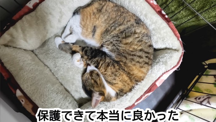 丸まって眠る美雨ちゃん