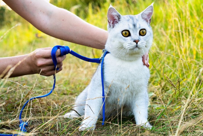 外に連れ出された猫