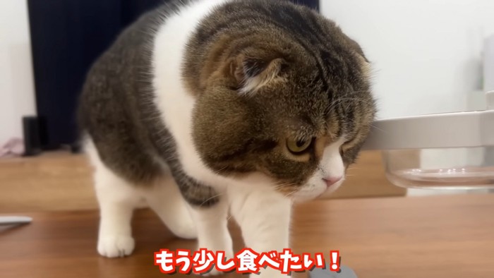 カメラに近づく猫