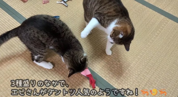 パンチする猫