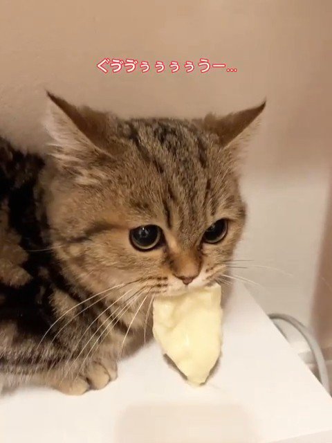 チーズをくわえる猫