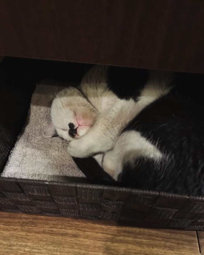 カゴの中で丸くなって寝ている猫