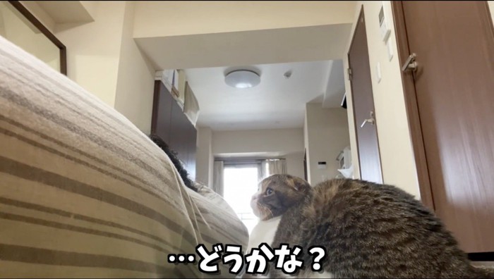 ベッドで眠る女性を見つめる猫