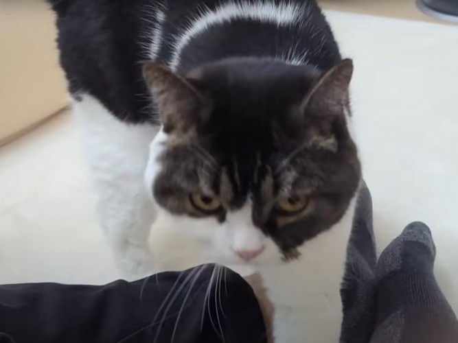 人間と猫