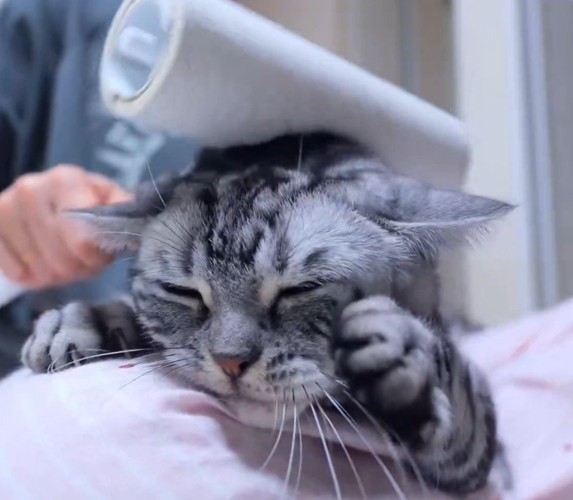 耳の近くに粘着シートを転がされてうっとりする猫