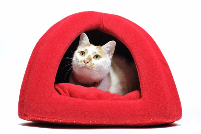 ドーム型のベッドの中にいる猫
