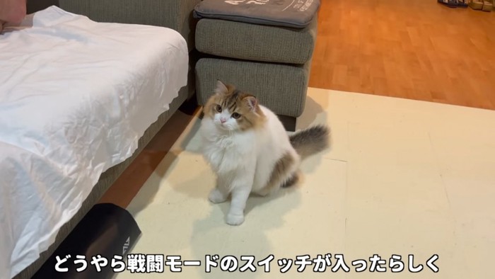 座る猫