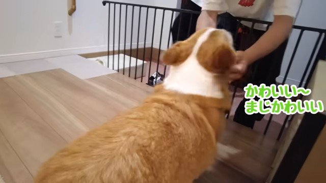 犬を撫でる青年