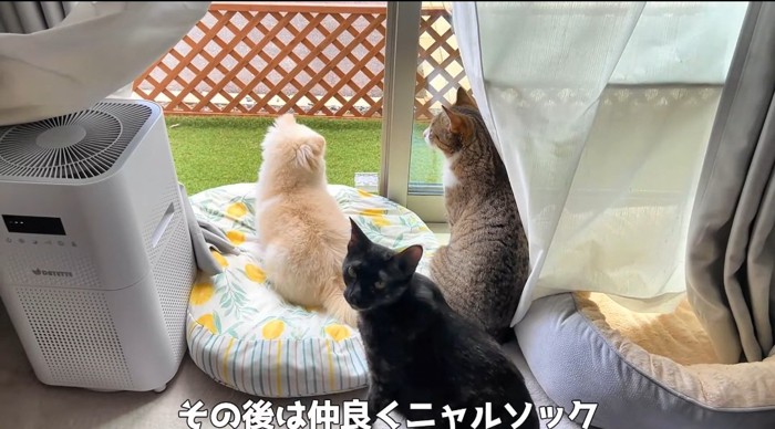 外を眺める猫