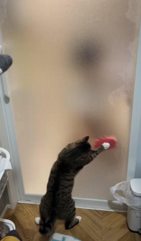 右側にあるスポンジにドア越しに触っている猫