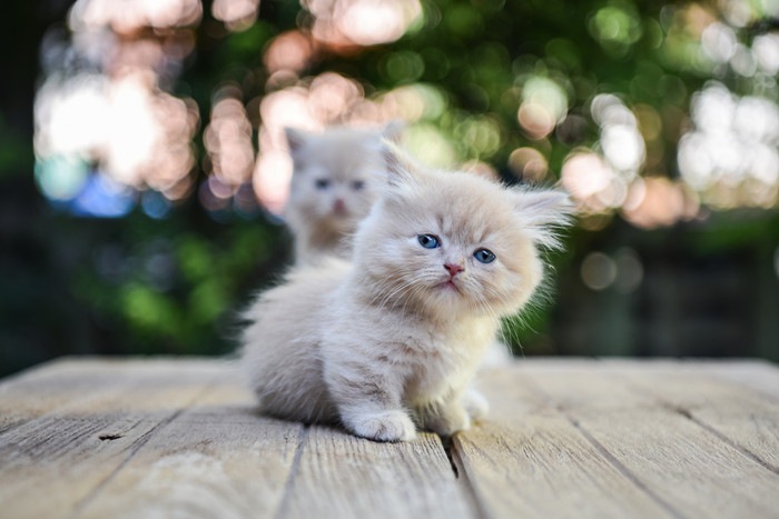 マンチカンの子猫