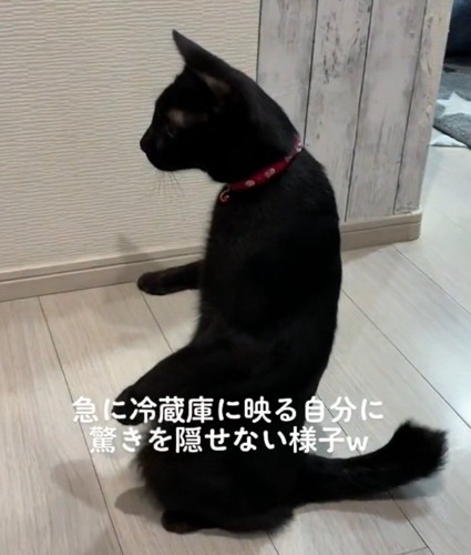 手が上がる猫
