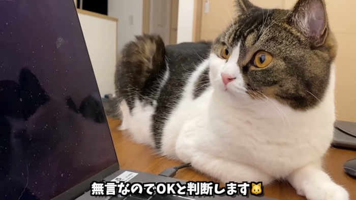 何も写っていない画面を見る猫