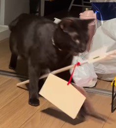 破魔矢を咥えて飼い主のいる部屋にやってきた猫