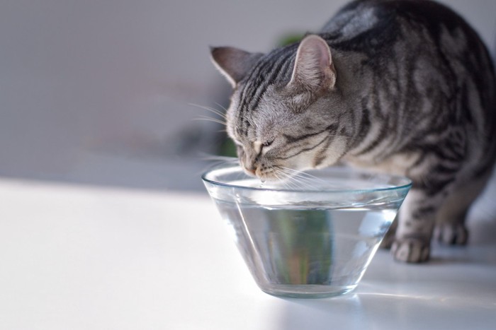 ガラスの器で水を飲む猫