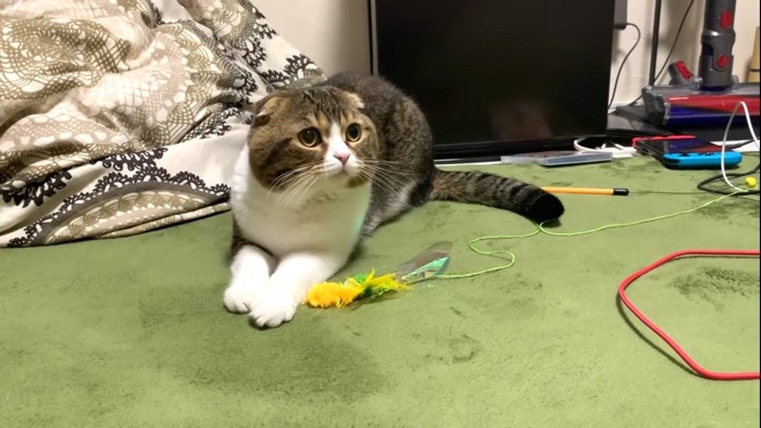 飼い主の方を見上げる猫