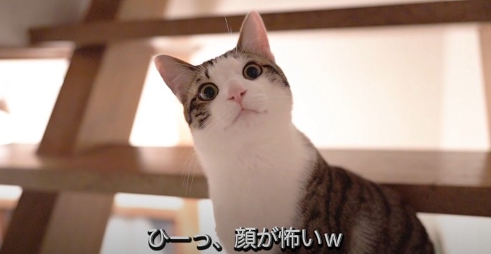 こちら向きの猫の上半身のアップ