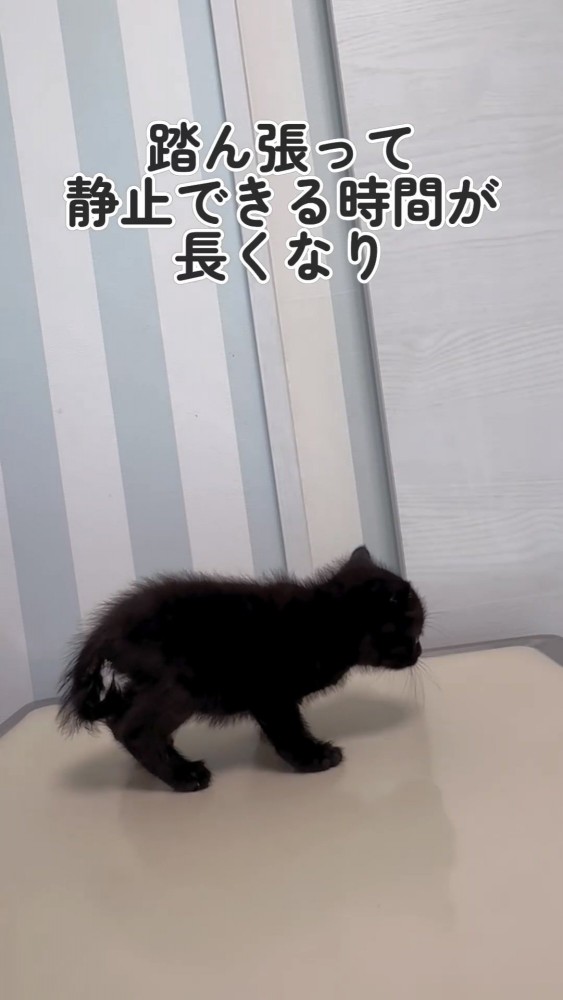 脚を踏ん張って立つ黒猫