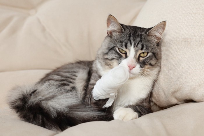 包帯を巻かれた猫