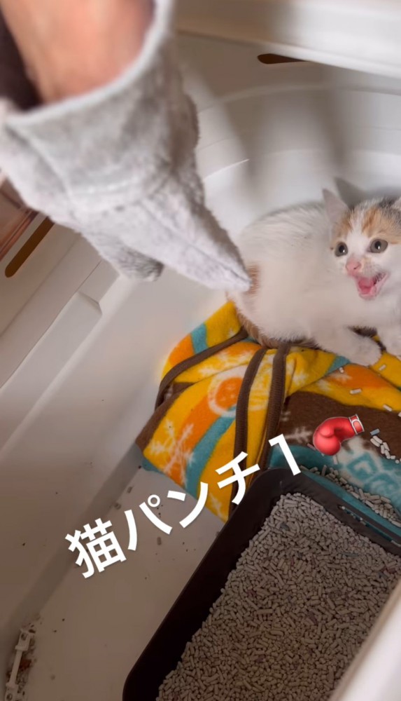 差し出した手を見上げる子猫