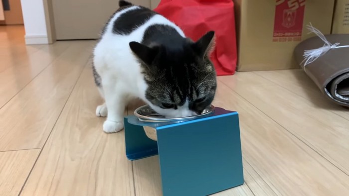 ごはんを食べる猫