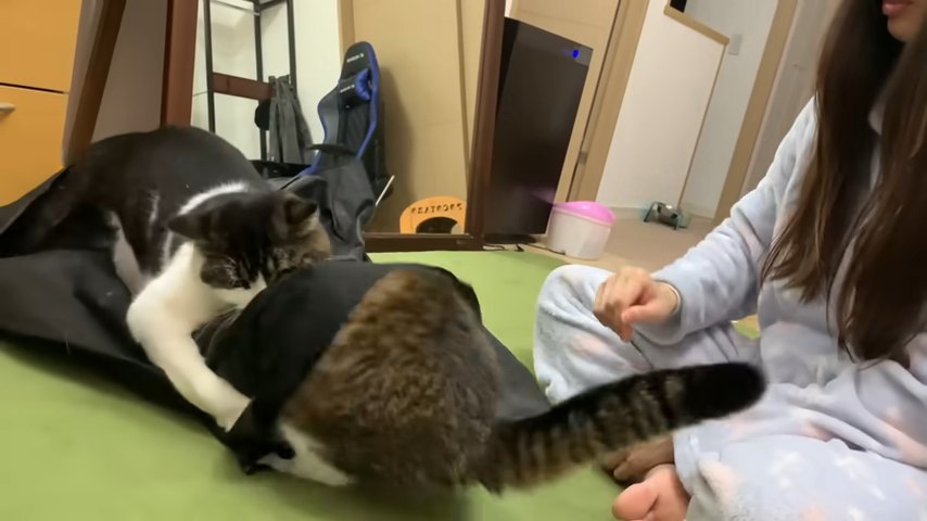 袋の上から飛びかかる猫