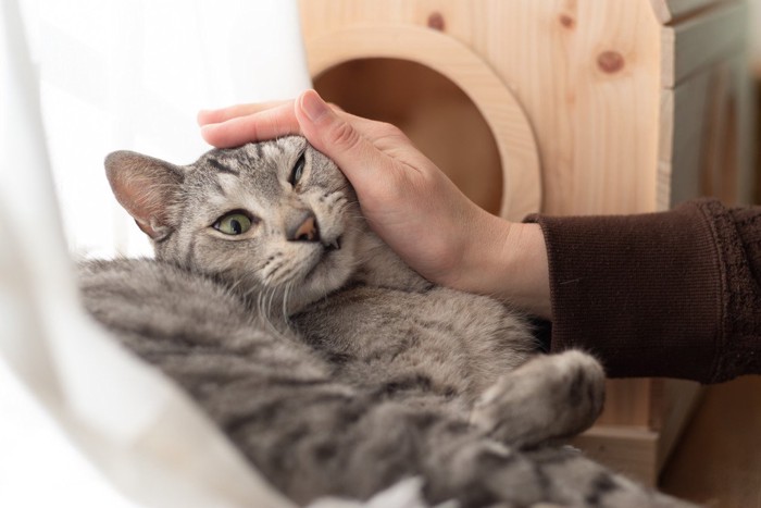 構われすぎて嫌がる猫