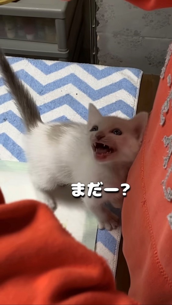 飼い主に寄り添いつつ見上げながら鳴く子猫