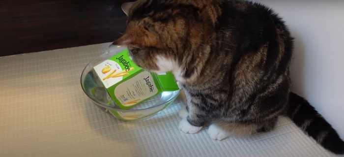 洗面器を見つめる猫
