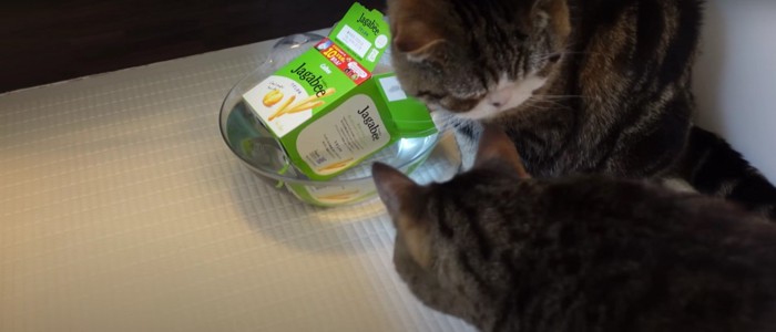 座っている猫と様子を見に来た猫