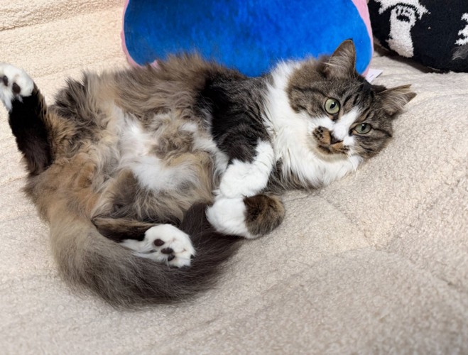 ソファで仰向けに寝転がる猫