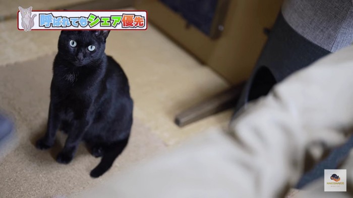 画面左で端座する黒猫