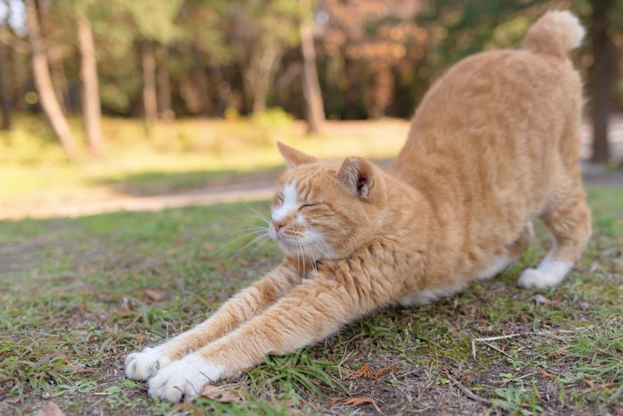 伸びをする白茶柄の猫 