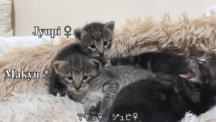 あくびをしている子猫