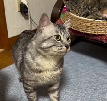 ケージの方を見る猫