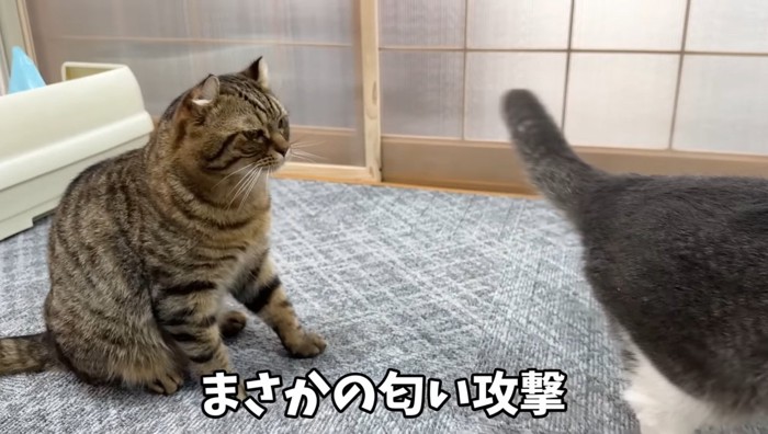 まさかのの文字と猫