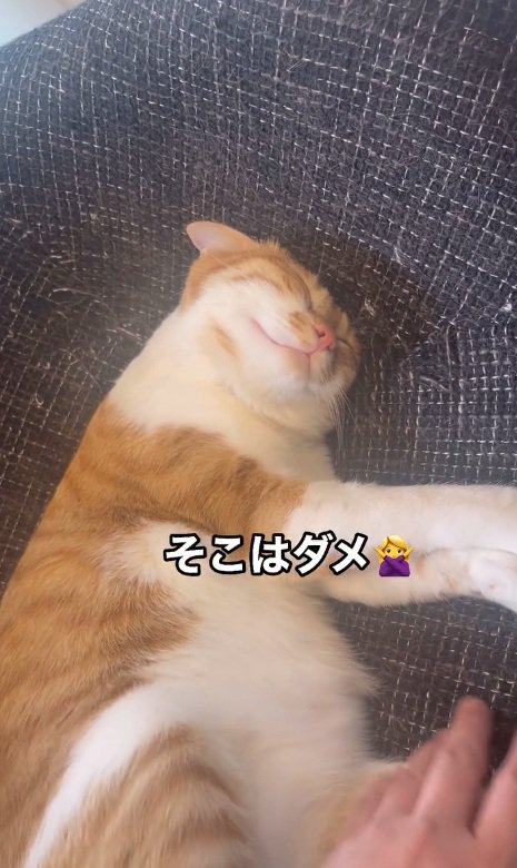 眠る猫