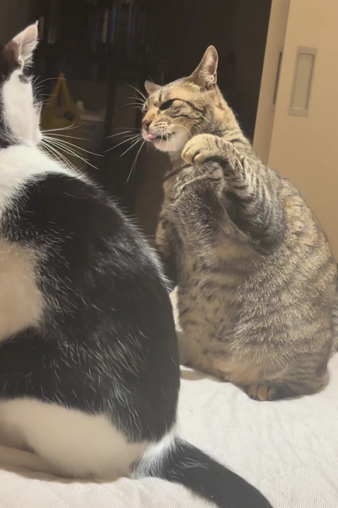 悔しそうな顔をする猫