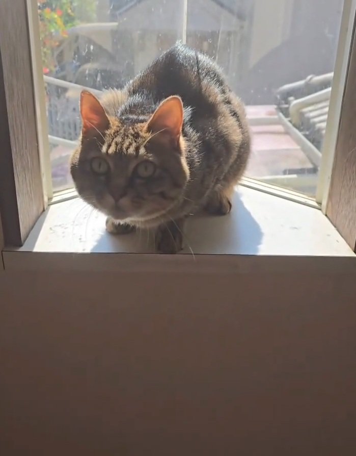 凝視する猫