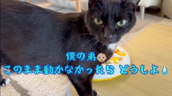カメラ目線で立つ猫