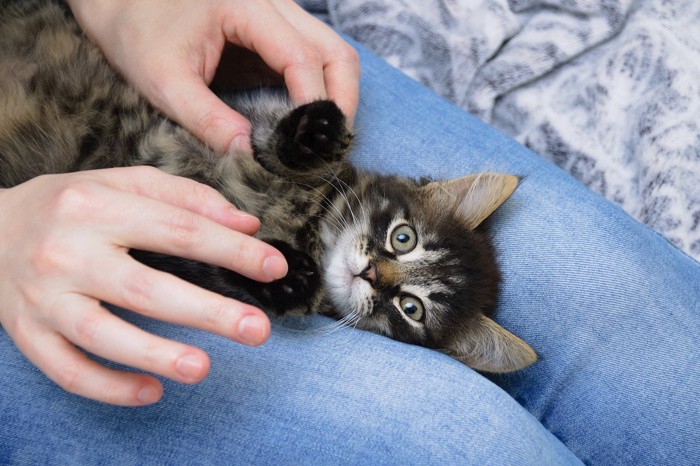 膝の上の猫