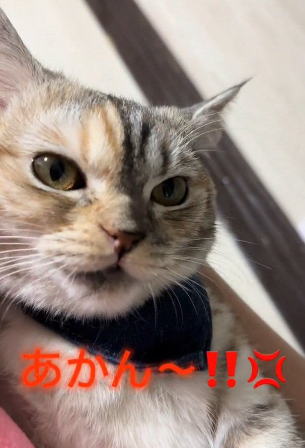 喋る猫