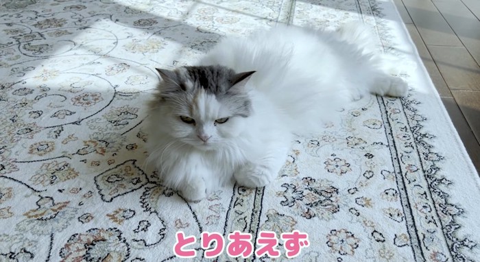 横たわる猫